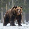 穴持たずとは？冬眠しないクマの危険性と過去の事件